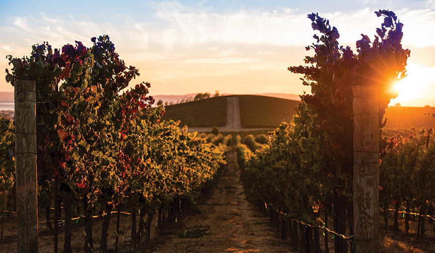 A picture of Napa Cellars Vista Montone Vineyard